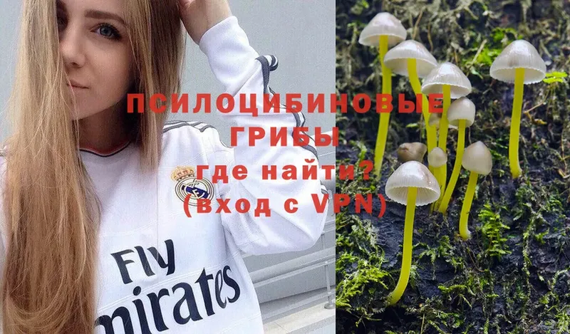 Псилоцибиновые грибы Psilocybe  Каргат 